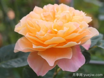 印象派月季推薦，夢幻的黃橙色優(yōu)秀爬藤月季