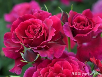 天家胭脂月季?推薦，超濃香，絨質(zhì)瓣，具備你想要的特點(diǎn)