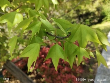 如何分辨三角楓、五角楓、元寶楓、雞爪槭，有圖片
