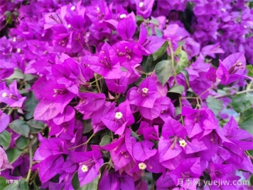 葉子花和三角梅的區(qū)別，葉子花和三角梅可以分清嗎？