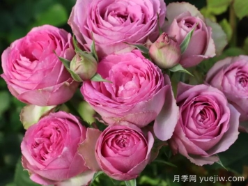 薰衣草蕾絲月季的優(yōu)點(diǎn)和養(yǎng)護(hù)