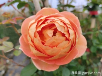 夏洛特夫人月季有什么缺點？
