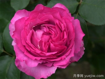 40個伊芙月季系列品種匯總