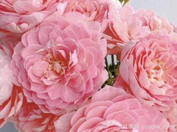 蜜桃果汁陽(yáng)臺(tái)月季介紹