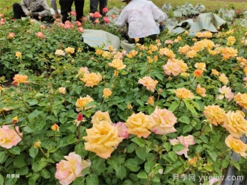 月季小苗的緩苗辦法？提高移栽成活率