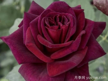 切花暗香月季，濃香版黑巴克