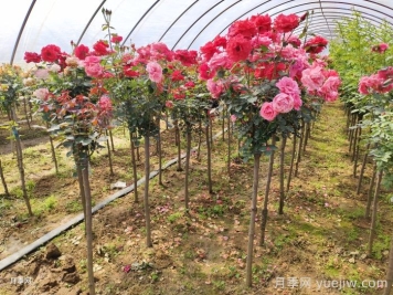 為什么買回家的月季沒多久就死了？該如何買苗？