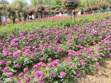 12種常見花境類型，你喜歡哪一種？