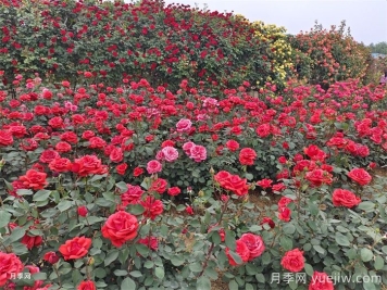 8個花園種植入門技巧，送給設(shè)計師與愛好者