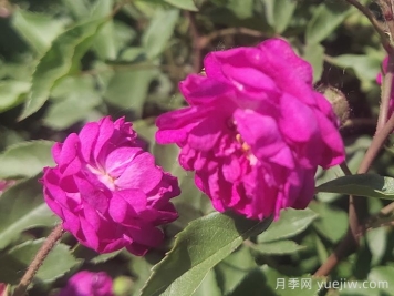 月季推薦，葡萄園之歌月季