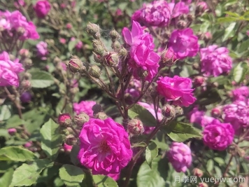歐月月季介紹，葡萄園之歌月季