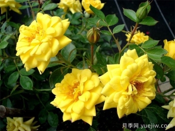微型月季推薦，黃金珠寶月季