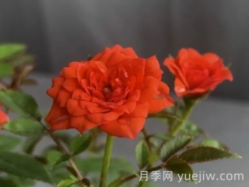 月季推薦，朱紅姬月季