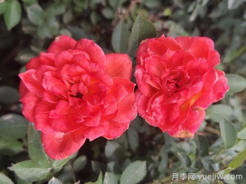 月季推薦，草裙舞女月季