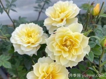 超微月季推薦，黃金姬月季