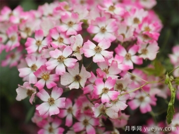 微月月季推薦，遮陽(yáng)傘月季