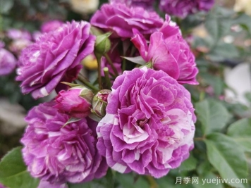 50種綠植花卉大全，值得收藏