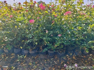 盆栽微型月季的養(yǎng)殖辦法，做好三點(diǎn)開(kāi)花不斷