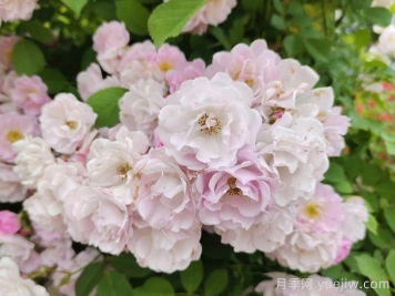 如果有個(gè)院子，一定要種一棵薔薇