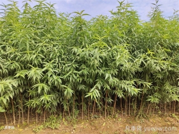 桃樹苗定植栽植的注意事項