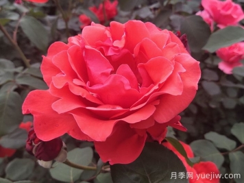 盤點(diǎn)100個(gè)常見月季品種