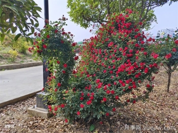 造型花木植物在景觀(guān)中的應(yīng)用