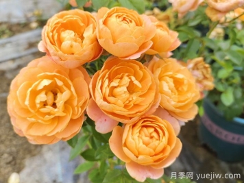 果汁陽臺月季專為陽臺，讓果汁陽臺四季開花的辦法
