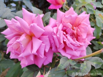 月季花施肥如何延長觀賞期？
