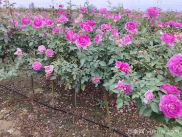 ?半陰環(huán)境光照不足如何養(yǎng)好月季花？