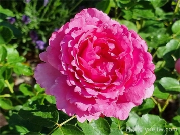 伊芙伯爵月季，伊芙系列開山鼻祖