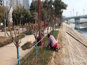 南陽(yáng)白河岸淯陽(yáng)橋臺(tái)地增植樹(shù)狀月季