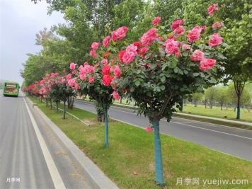 南陽(yáng)叫響“世界月季名城”品牌，推進(jìn)月季種植增植