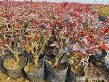 什么是抹芽？為什么春天月季要抹芽？