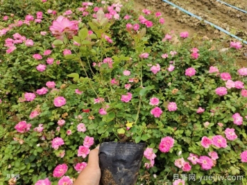 ?月季整株打焉耷拉是怎么回事？