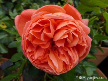 夏日之歌月季推薦，奧斯汀濃香月季