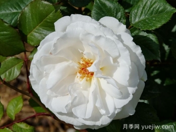 格麗特梅麗爾月季，英國第一香白月季