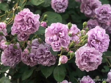 藍(lán)色陰雨月季，藍(lán)紫色藤本月季推薦