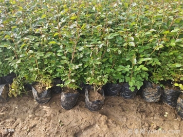 月季什么時(shí)候種植最好？
