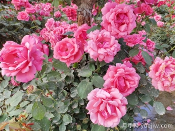 分享10種經(jīng)典大花月季，開(kāi)花鮮艷美翻春季