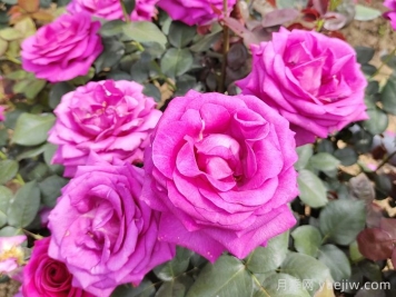 晉城月季：月季花開香滿園，芳香四溢正當時