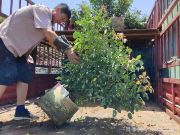 月季花的修剪技巧是什么？如何讓月季花開得更漂亮？