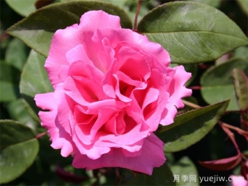 分享25個(gè)擁有中國血統(tǒng)的波旁月季品種