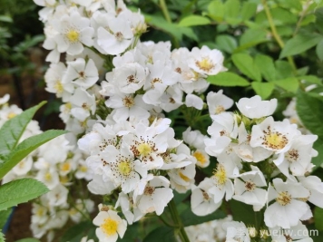 網(wǎng)購回來的月季不開花是怎么問題？