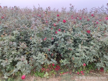 月季產(chǎn)生肥害，月季花施肥的正確方法是什么？  