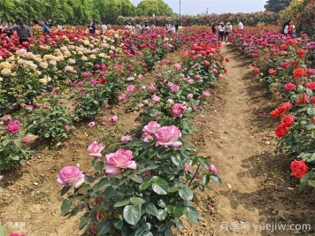 園林景觀工程包含哪些具體施工項目和施工標(biāo)準(zhǔn)？