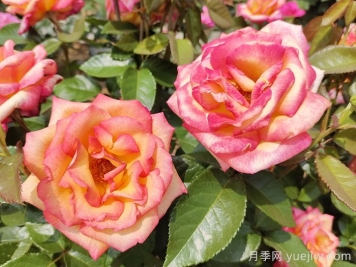 觀花樹種在園林綠化中長盛不衰，有哪些花木？
