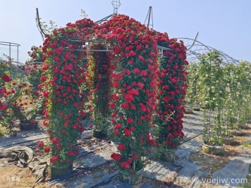 爬藤月季怎么牽引到墻壁上？輕松做月季花墻