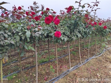 春季如何提高園林工程中新栽植物的成活率？