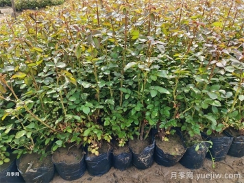 春季苗木移栽沒(méi)有成活，總結(jié)苗木死亡的八大原因