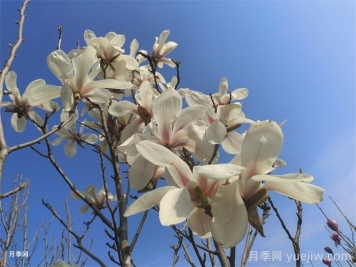 白玉蘭，花界高冷女神